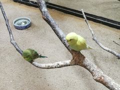 -上海大自然野生昆虫馆(东方明珠·爬宠昆虫探索中心)