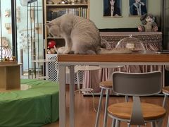 -MOYOYO猫咪咖啡店