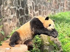-都江堰中华大熊猫苑