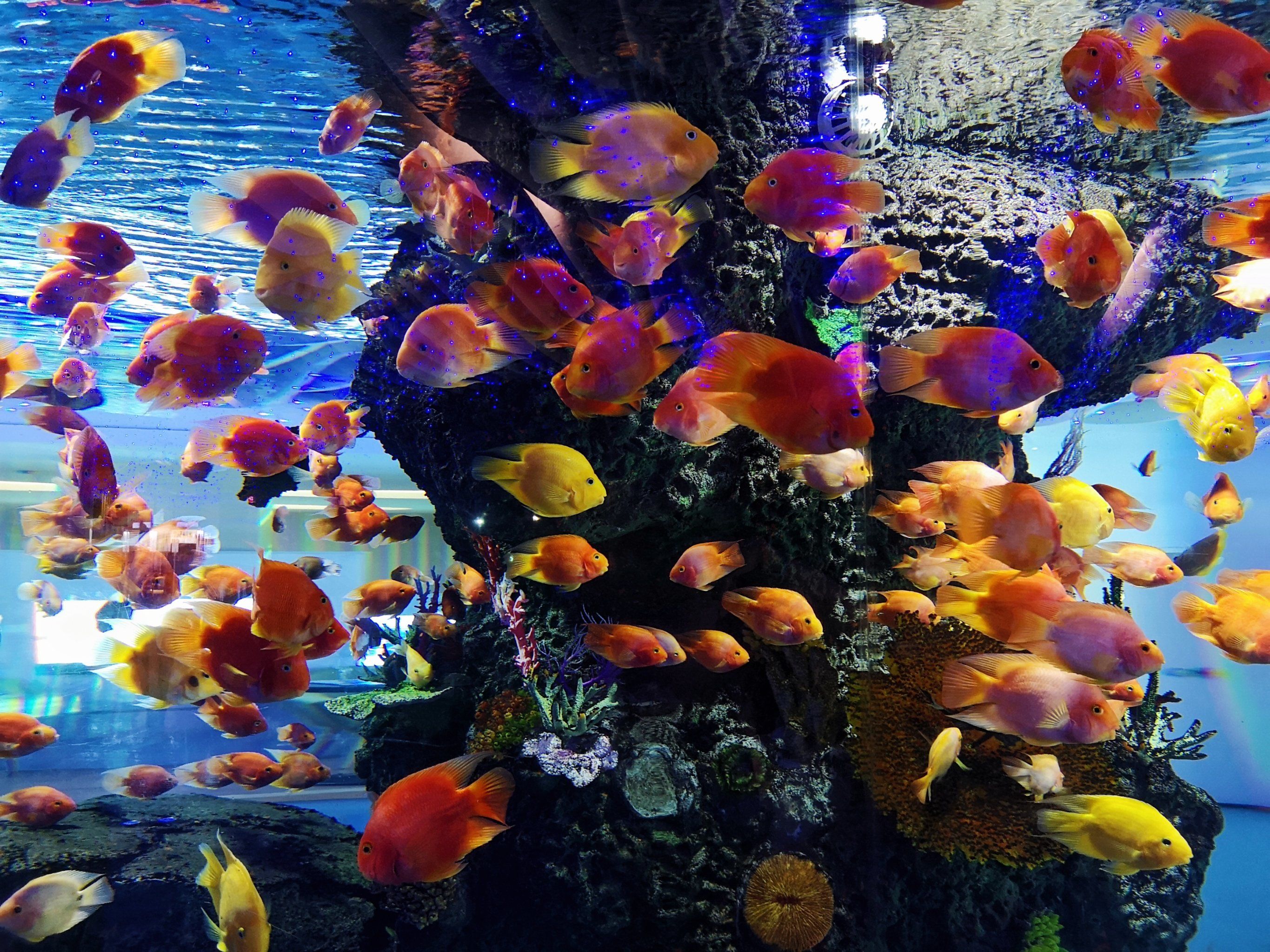 南京·水族馆嵌在室内的商场:雨花客厅[惊叹]