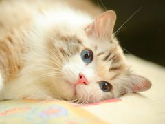 -茶理宜世(东方宝泰店)