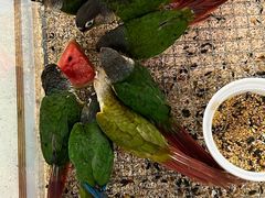 -帕帕拉兹宠物(亚洲旗舰店)