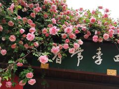 -鹅湖玫瑰文化园