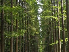 -黄海国家森林公园