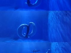 -多彩贵州城极地海洋世界