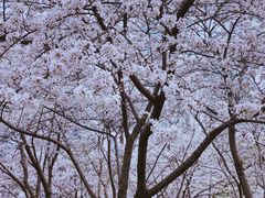-西北湖绿化广场