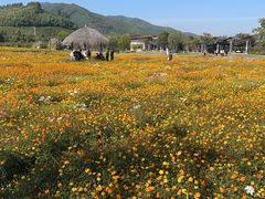 -径山花海