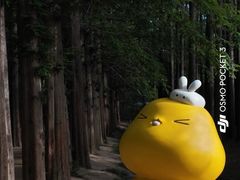-日照海滨国家森林公园
