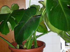 android_upload_pic-双季花艺园艺市场(浦东店)