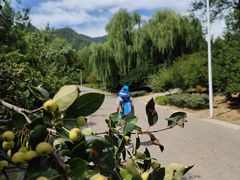 -鹫峰国家森林公园