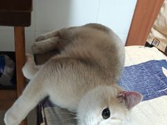 -三花喵·撸猫购宠·宠物生活馆(虹桥南丰城店)