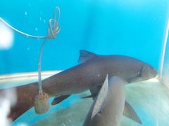 -鲜椒鱼·雅安地标性美食