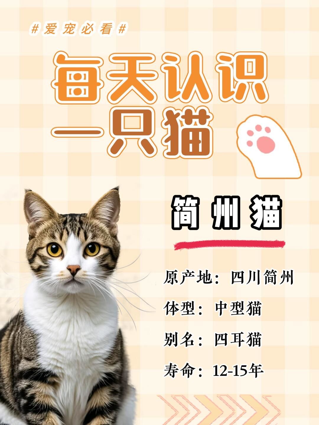 神奇的"四耳神猫"