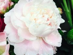 -爱尚幸福鲜花(上地实体店)