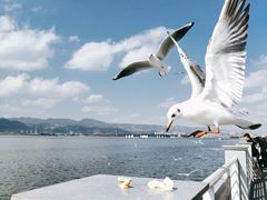 -海埂大坝
