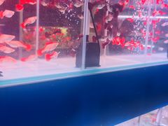 -花鸟鱼虫鲜花绿植市场(玉泉路店)