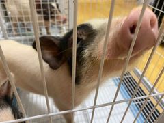 -猫色咖啡·猫咖