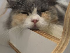 -楼上猫咖(罗湖店)