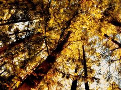 -上海市保健医疗中心