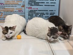 -御宝贝·A梦猫科宠物医院(国际猫友好医院)