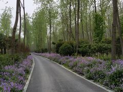 -合肥滨湖国家森林公园