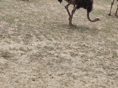 -秀丽东方