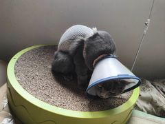 -瑞鹏宠物医院·爱宠堂·骨外专科(西荷分院)