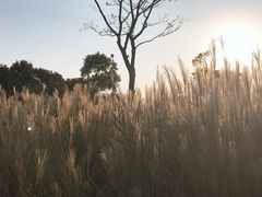 -映月湖中央公园