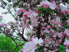 -海棠花溪(元大都城垣遗址公园)