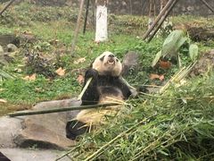 -都江堰中华大熊猫苑