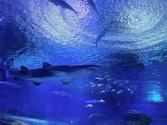 -海合安武汉极地海洋公园