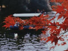 -上海共青森林公园