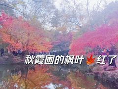 -秋霞圃