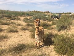 -恩格贝生态旅游区