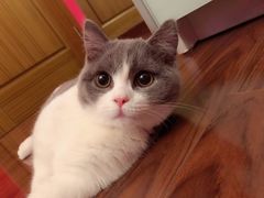 -李小姐の猫咖啡馆(五角场店)