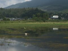 -腾冲北海湿地