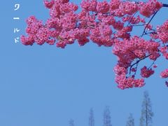 -翠湖公园