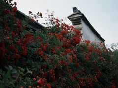 -乌镇东栅景区