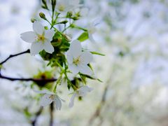 -金鸡湖桃花岛