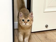 -猫大福·Fortune Cat猫舍(百子湾店)