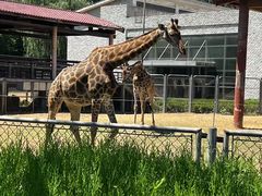 -石家庄市动物园