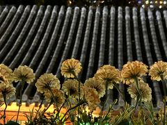 -Sirena海妖日咖夜酒