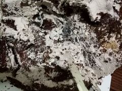 -向阳松鼠(江口店)