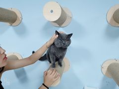 -喵百万·布偶·蓝金金渐层英短·猫舍(百子湾店)