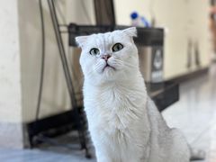 -猫小院猫主题餐厅(南锣旗舰店)