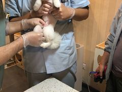 -宠爱国际动物医院·消化内科·心肾内科·ISFM猫友好(望京店)