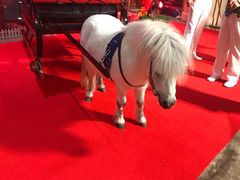 -珠海横琴长隆《卡卡虎奇遇记》