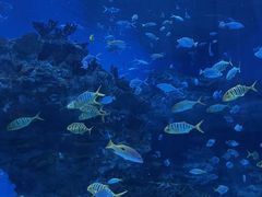 -海合安成都极地海洋公园
