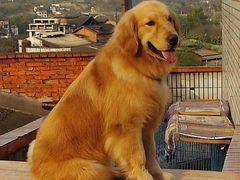-小伙伴宠物医院•急重症转诊中心·老年专科·犬猫全科(北大街总院)