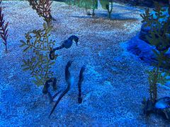 -上海海洋水族馆